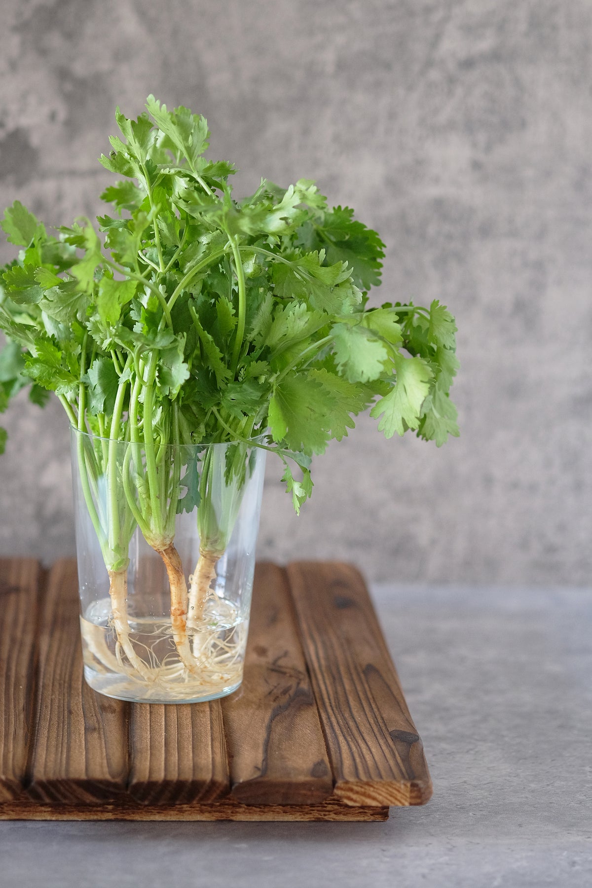 Thai Coriander 泰国芫荽