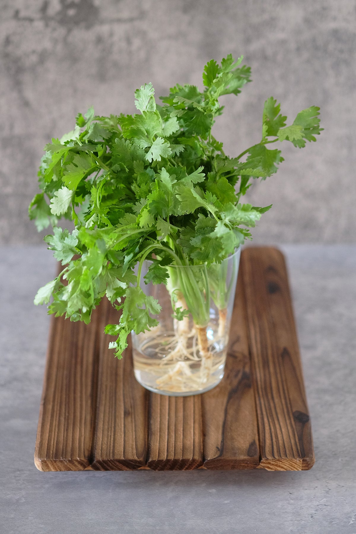 Thai Coriander 泰国芫荽